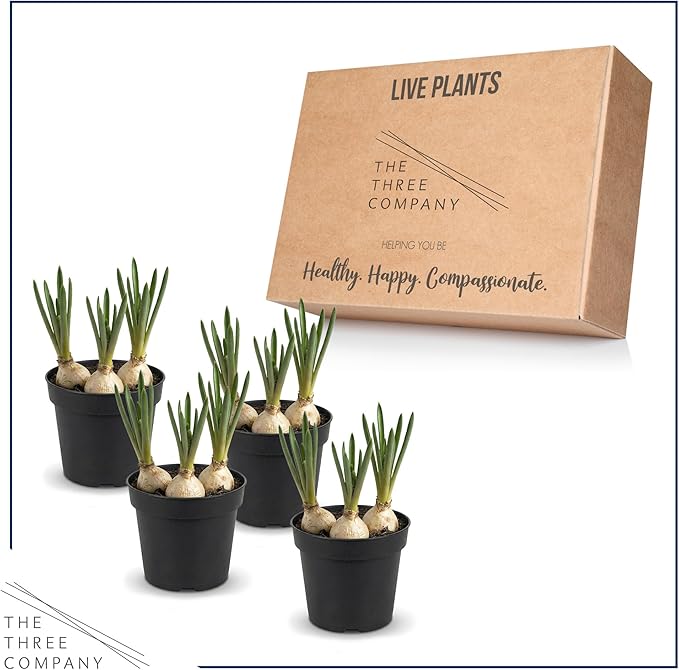 Live Flowering Muscari Grape Hyacinth (4 Per Pack), Beautiful Spring Bulbs, Ships Dormant in 1 Pt Pot, Blooms in 3-5 Weeks