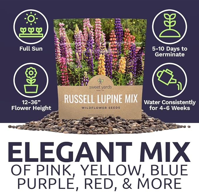 Russell Lupine Seeds – Extra Large Packet – Over 1,300 Open Pollinated Non-GMO Perennial Wildflower Seeds – Lupinus polyphyllus