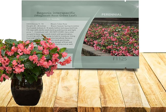 Outsidepride Rose Green Leaf Begonia Seeds for Planting - 20 Pcs Perennial Flower Seeds with Large Blooms, Arching & Pendulous Growth Habit, for Containers, Hanging Baskets, or Landscape Plantings