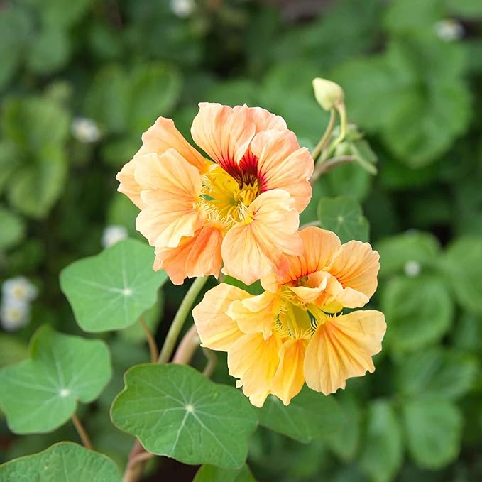 Eden Brothers Nasturtium Seeds - Gleam Salmon