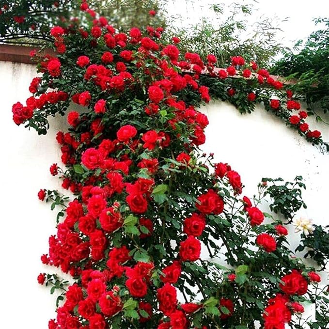 100Pcs Mix Climbing Rose Rosa Bush Vine Climber Fragrant Butterfly Flower Seeds