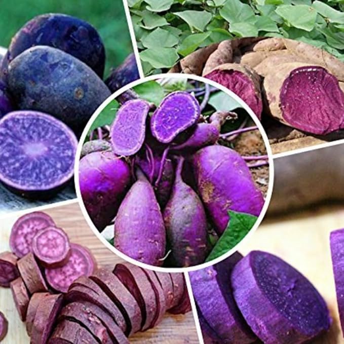 2 Lbs Purple Potato Tubers High Yielding for Outdoor Planting, Vegetables Potatoes Plants Bulbs Seeds, Heirloom Seed Potato Live Tuber