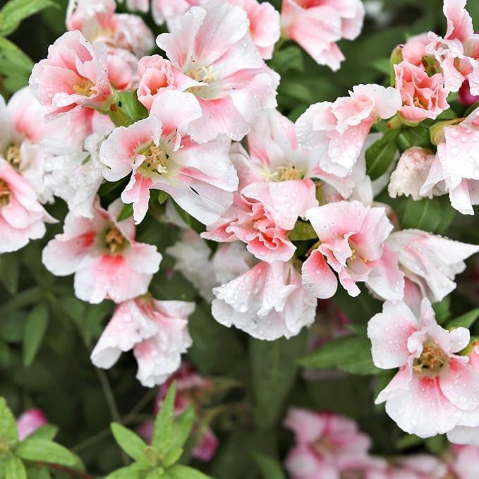Dwarf Balsam Seeds for Planting, 500+pcs Perennial Double Balsam Flower Seeds Plants, Non-GMO Heirloom Rare Beauty Home Garden Blooms Flowers Plants for Outdoors