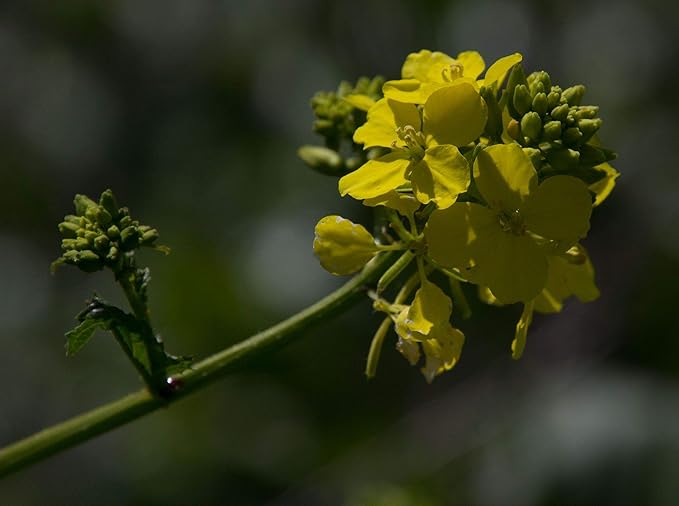Seeds Black Mustard - Heirloom Vegetable - GMO Free