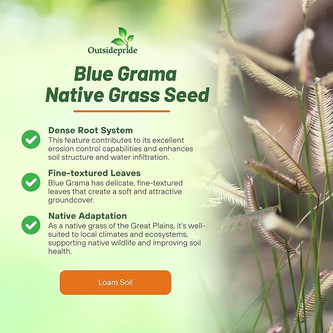 Outsidepride Blue Grama Native Grass Seed - 1 lb. Perennial, Drought Tolerant & Low Maintenance, Pasture Seeds for Planting Densely Tufted Leaves, Ideal for Hay Foraging, Grazing & Erosion Control