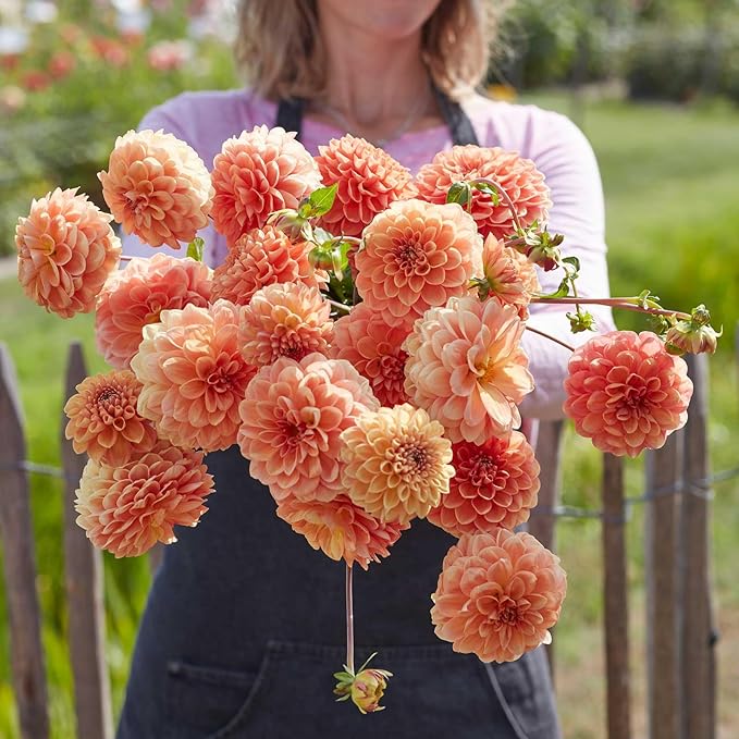 Eden Brothers Dahlia Bulbs (Decorative) - Apricona