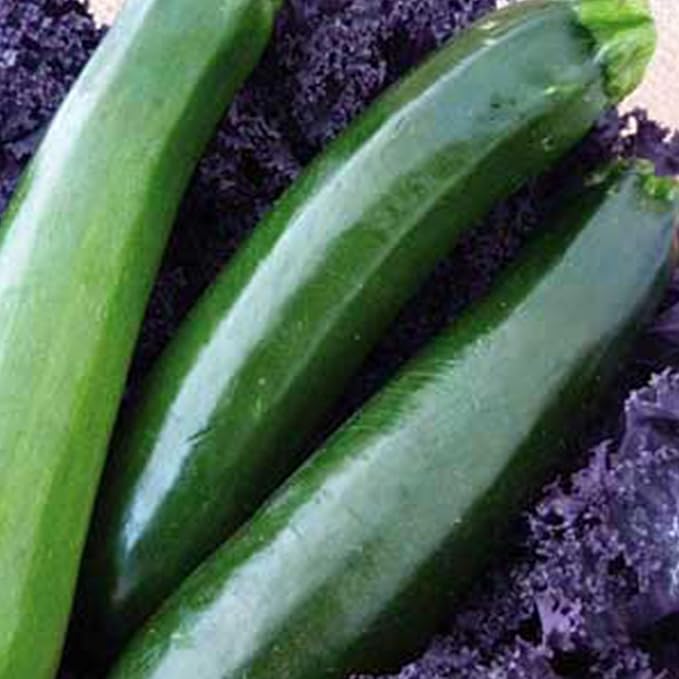 Organic Black Zucchini Summer Squash 4 Grams ~30 Seeds —Cucurbita Pepo—Non-GMO, Heirloom, Open-Pollinated – 44–62 Days to Maturity—Dark Green Fruit, Mild Flavor—Easy to Grow