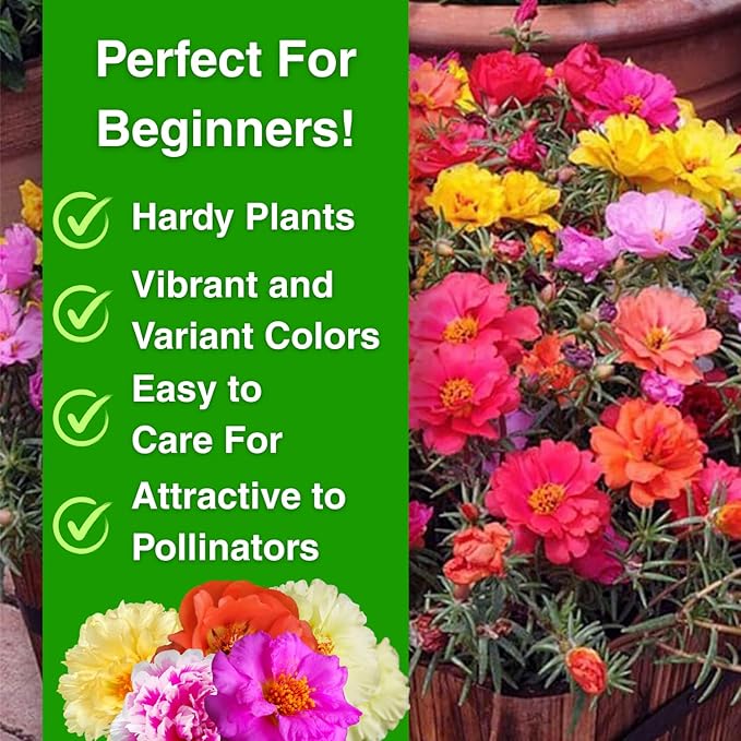 10000 Mixed Moss Rose Seeds - HOA Mười Giờ - AKA. Portulaca Grandiflora Mix, Moss-Rose Purslane, Eleven O'clock, Heat & Drought Tolerant 2 Grams