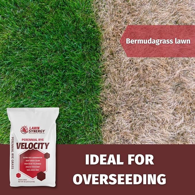 Velocity™ Perennial Rye Grass Seed — Fast-Germinating Cool-Season Turf for Overseeding Lawns, Sports Fields & Golf Courses — Dark Green Winter Color — 10 lb / 25 lb / 50 lb Options (50 lbs)