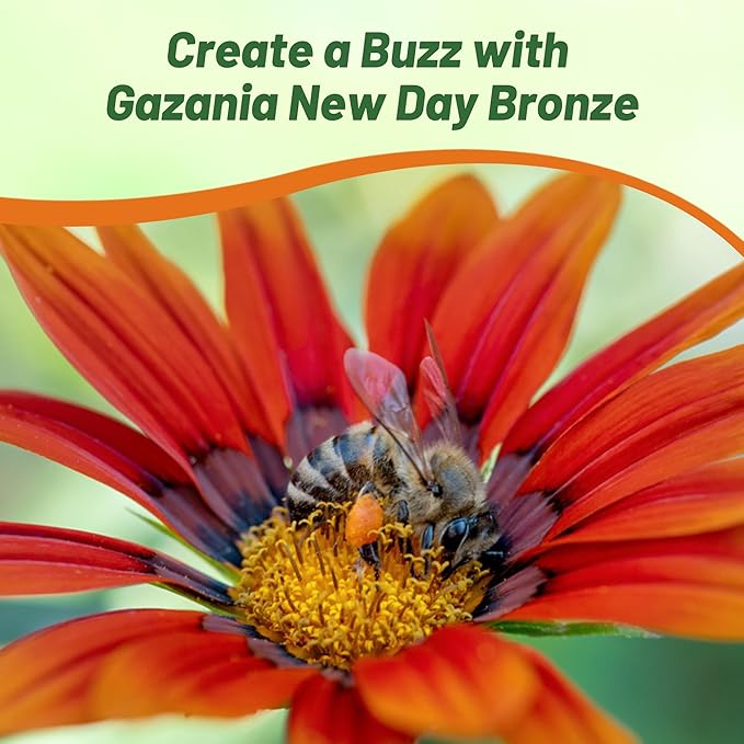 Outsidepride New Day Bronze Gazania Seeds for Planting – 50 Pcs Perennial, Low-Maintenance, Drought-Tolerant Ground Cover Seeds for Vibrant Summer & Fall Flowers, Great for Outdoor Gardens