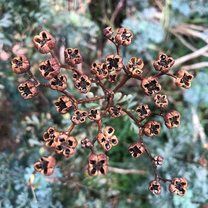 Organic Rue Seeds (Ruta graveolens) 100 Seeds (0.2 Grams) - Common Rue, Garden Rue, German Rue, Herb-of-Grace, Herbe à la Belle-Fille, Herbe de Grâce by Smoke Camp Crafts