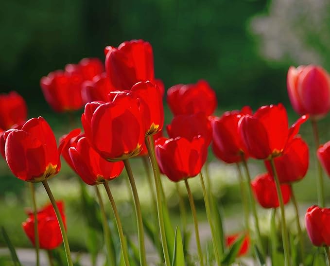 Tulipa Fringed Mixture Tulip Bulbs Size 11/12 for Planting - Plant in Fall, Winter or Early Spring (Red Emperor, 15, Count)