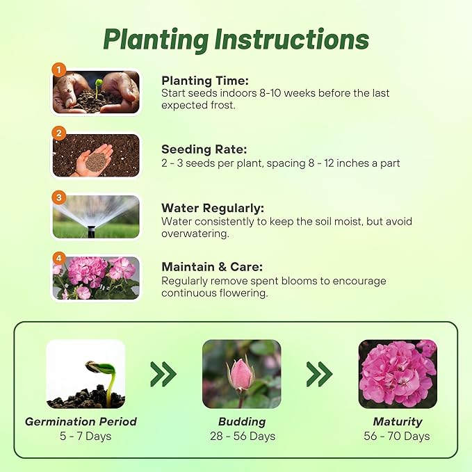 Outsidepride Pink Bicolor Geranium Seeds for Planting - 50 Pcs Annual, Heat & Drought Tolerant Flower Seeds with Green Foliage & Pink Blooms for Pots, Borders & Lush Summer Garden Displays