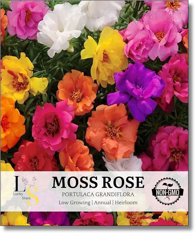 10000 Mixed Moss Rose Seeds - HOA Mười Giờ - AKA. Portulaca Grandiflora Mix, Moss-Rose Purslane, Eleven O'clock, Heat & Drought Tolerant 2 Grams