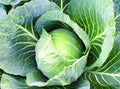 500+ Count Late Flat Dutch Cabbage Seed, Heirloom, Non GMO Seed Tasty Healthy Veggie