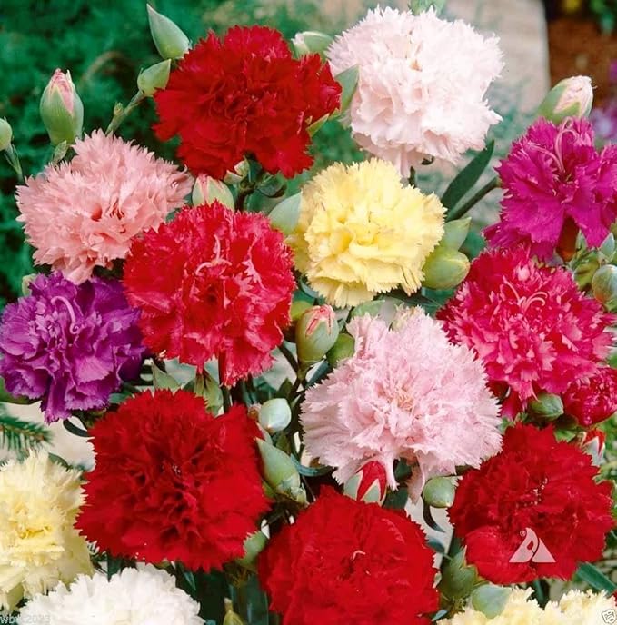 FUN AND GROW SEEDS: Seeds Carnation Shabo Mix Biennial Flowers