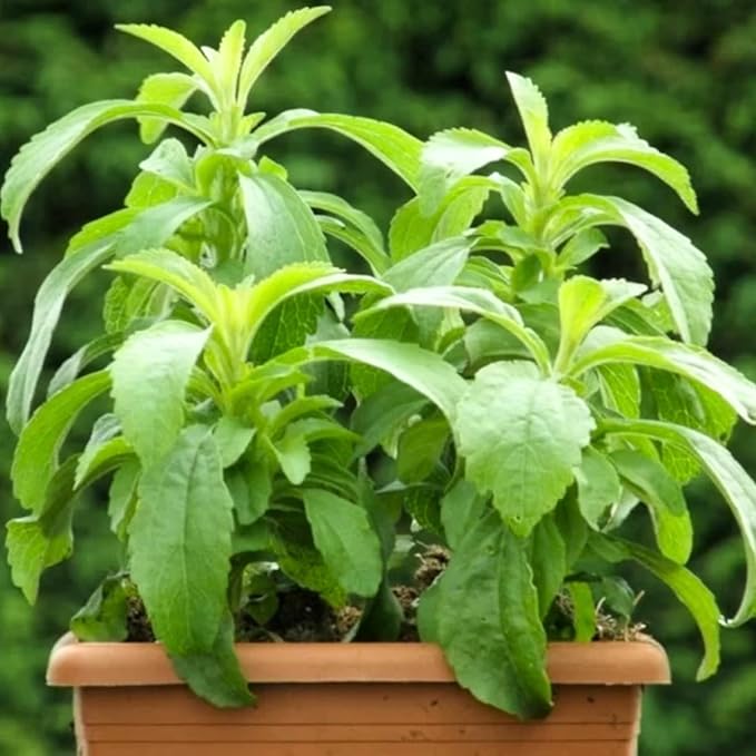 Pack 2 Stevia Plants Live, 4-7 Inches Tall, Fragrant Stevia Herb Ready to Grow Garden or Containers