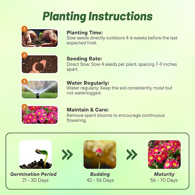 Outsidepride Danessa Pink Shades Common Primrose Seeds - 25 Pcs Annual, Hardy, Easy to Grow & Low Maintenance Flower Seeds for Planting Vibrant Blooms, for Containers, Borders & Erosion Control