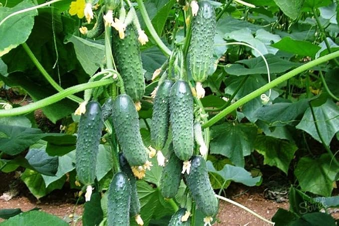 Seeds Vegetable Cucumber Vine Grape F1 Green - 20 Seeds