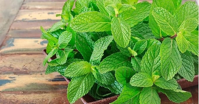 NIKA SEEDS - Seeds Herb Medicinal Peppermint (Mint) - 1000 Seeds