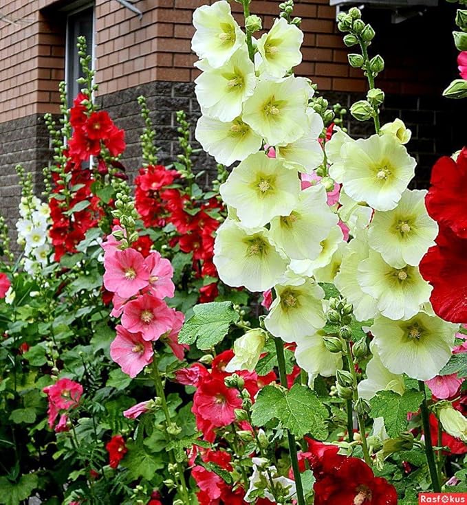 Hollyhock Spring Mix Seeds – Alcea Rosea | Biennial/Perennial | Towering, Vibrant Blooms for Cottage Gardens