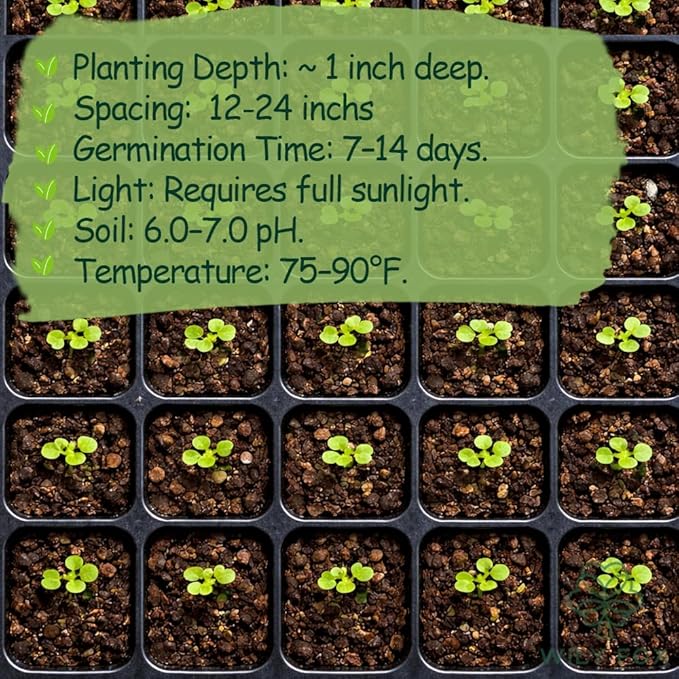 Winged Bean Seeds (Dragon Bean) – 50+ Non-GMO, High-Yielding Heirloom Seeds for Planting – Four-Angled Bean, Easy to Grow, Nutritious Vegetable