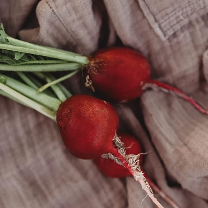 Cherry Belle Red Radish - 150 Seeds - Heirloom & Open-Pollinated Variety, Easy-to-Grow & Fast-Growing, Non-GMO Vegetable Seeds for Planting Indoors or Outdoors in The Home Garden, Thresh Seed Company