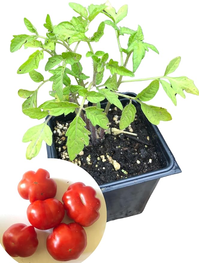 Smoke Camp Crafts Mini Wrinkles Cherry Tomato (Solanum lycopersicum) 150 Organic Seeds (0.5 gram) - Pleated Cherry Tomato