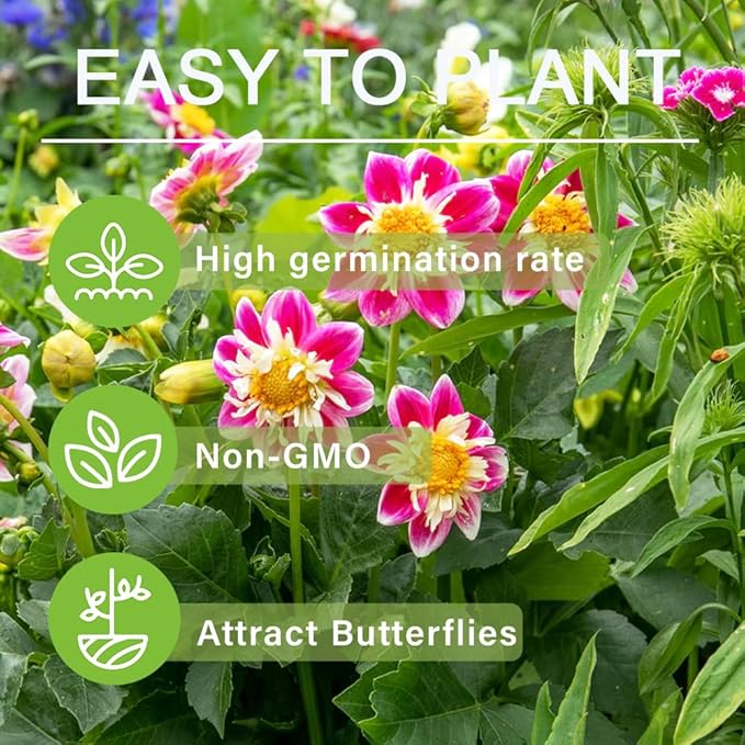 300+ Seeds Perennial Dahlia Dandy Seeds for Planting Outdoor -Annual Dandy Mixed Flower Seed Non-GMO Heirloom