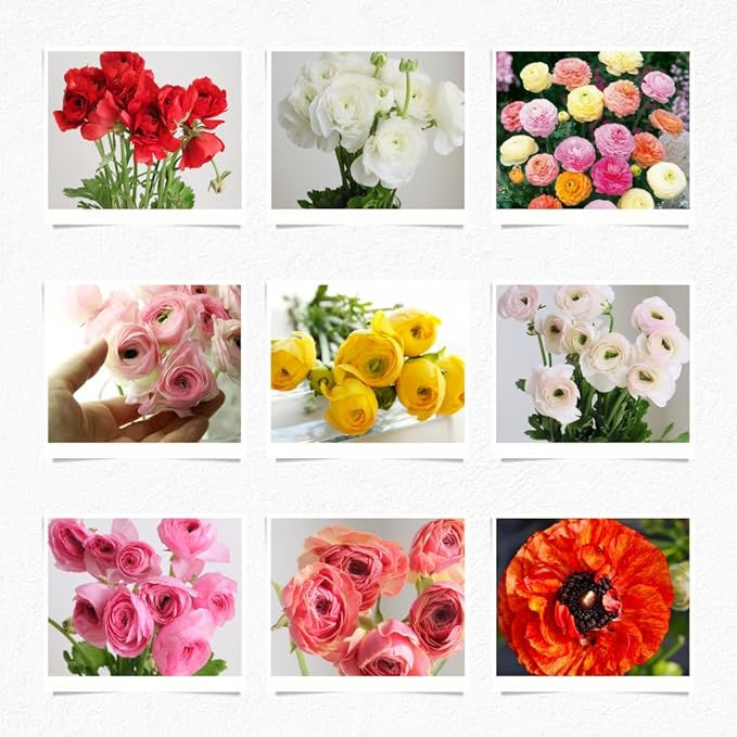 30 Ranunculus Bulbs for Planting, Multicolor Ranunculus Flower Bulbs, Ranunculus Corms
