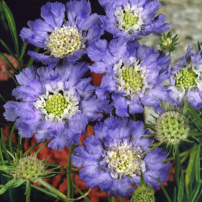 Outsidepride Perfection Blue Scabiosa Seeds - 400 Pcs Perennial Pincushion Flower Seeds That Attract Pollinators, Upright & Neat Growth Habit for Small Gardens, Borders, Containers, & Xeriscaping