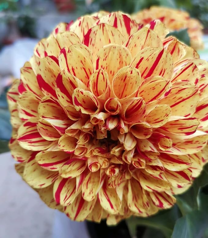 Rare Mix Dahlia Pompon Flower Seeds Colorful Variabilis Beautiful Annual Outdoor Lawn Plant Bonsai Flowering Seeds Bloom 100pcs