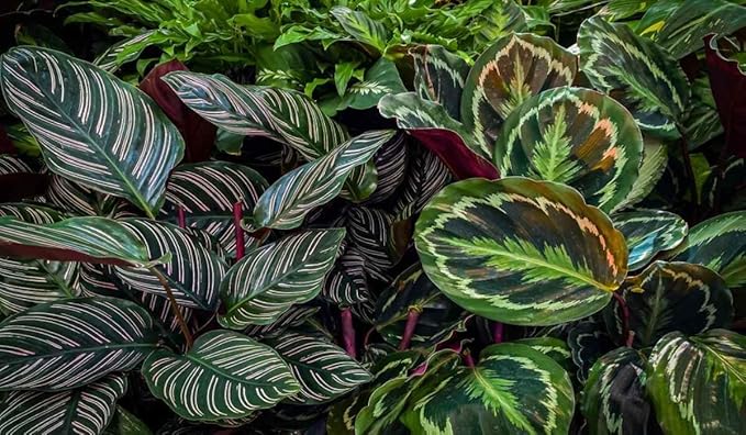 100pcs Green Calathea Plant Seeds for Planting, Tropical Foliage Seeds for Indoor & Outdoor Growing | Easy to Grow Houseplant Seeds