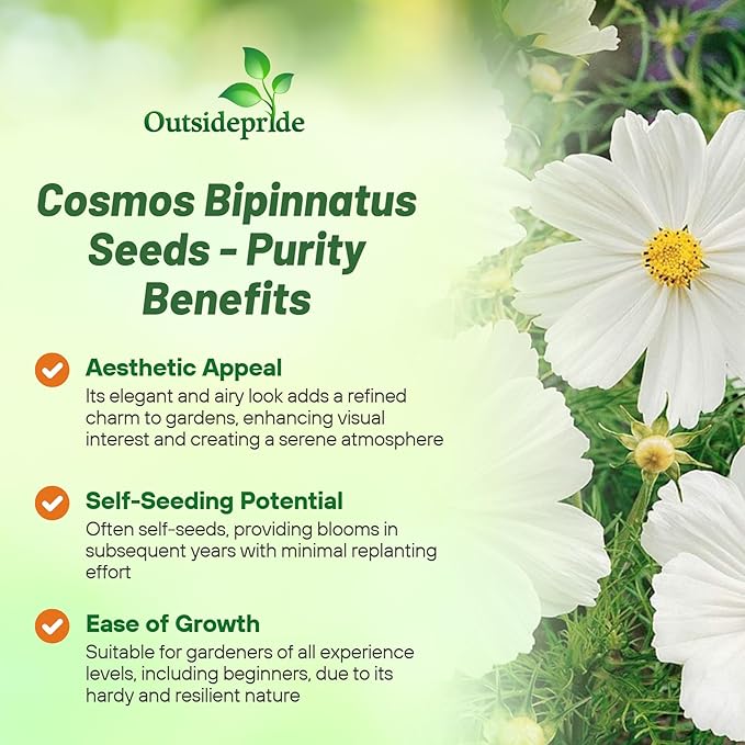 Outsidepride Purity Cosmos Bipinnatus Seeds - 2000 Pcs Annual, Easy to Grow & Drought Tolerant Flower Seeds for Planting w/Fern-Like Foliage & White Blooms, Ideal for Cut Flower & Wildflower Meadows