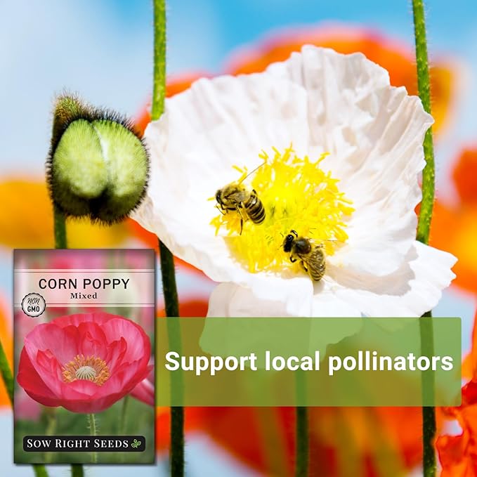Sow Right Seeds - Mixed Corn Poppy Seeds for Planting - Non-GMO Heirloom Packet with Instructions to Grow a Wildflower Garden - Native, Self Sowing Perennial - Light Colored, Paper Like Blooms (1)
