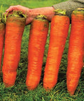 Giant Carrot Seeds Red Vegetable for Planting Giant Non GMO 2000 Seeds
