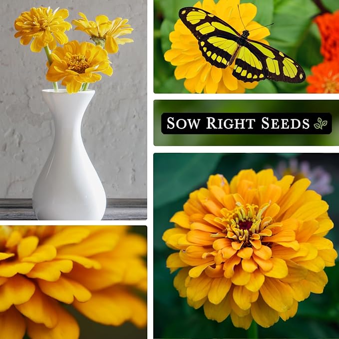 Sow Right Seeds - Canary Bird Zinnia Seeds for Planting - Non-GMO Heirloom Packet to Plant and Grow - Large Yellow Annual Blooms - Giant Cut & Come Back Flowers - Attract Bees and Butterflies (4)