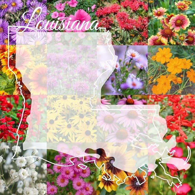 Louisiana Bulk Perennial Wildflower Seed Mix 1lb Covers 2,000sq-ft - Attract Pollinators, Multi-Color Blooms - Southeast US Species Plant in Spring/Fall, Earth-Friendly Packaging (1/2 Pound)