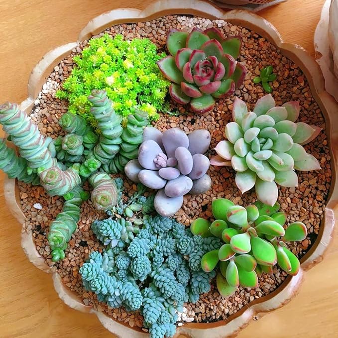 500pcs Mix Rare Succulent Seeds for Planting, DIY Bonsai Ornamental Plant Hardy Perennial