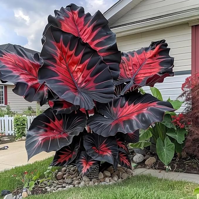 310+ Mixed Color Hosta Seeds for Planting Outdoors – Perennial Shade-Tolerant Foliage Plants with Heart-Shaped Leaves, Rich Texture and Strong Seasonal Presence