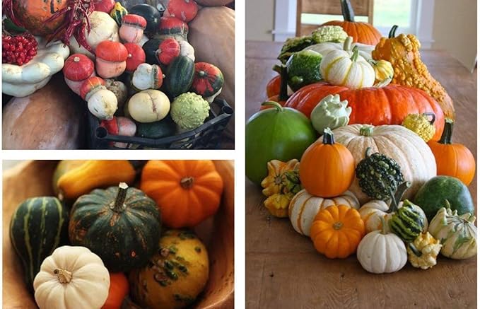 Ornamental Pumpkin Mix Seeds Giant Heirloom Vegetable for Planting Decorative Unique Non GMO 10 Seeds