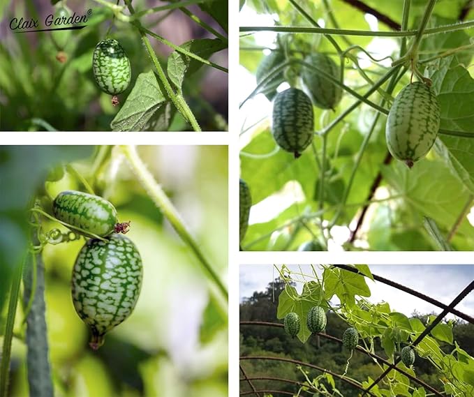 Cucamelon Seeds - Mexican Sour Gherkin - 100 Seeds - Heirloom, Non-GMO and Untreated, Excellent for Any Home Garden, Low Maintenance, Delicious Flavor