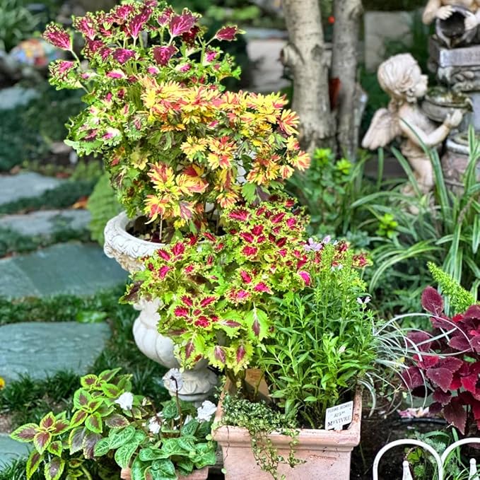 Mix Dwarf Coleus Seeds for Planting, 100pcs Perennial Colorful Coleus Flower Seeds Non-GMO Heirloom Rare Plants, Beauty Home Garden for Outdoors