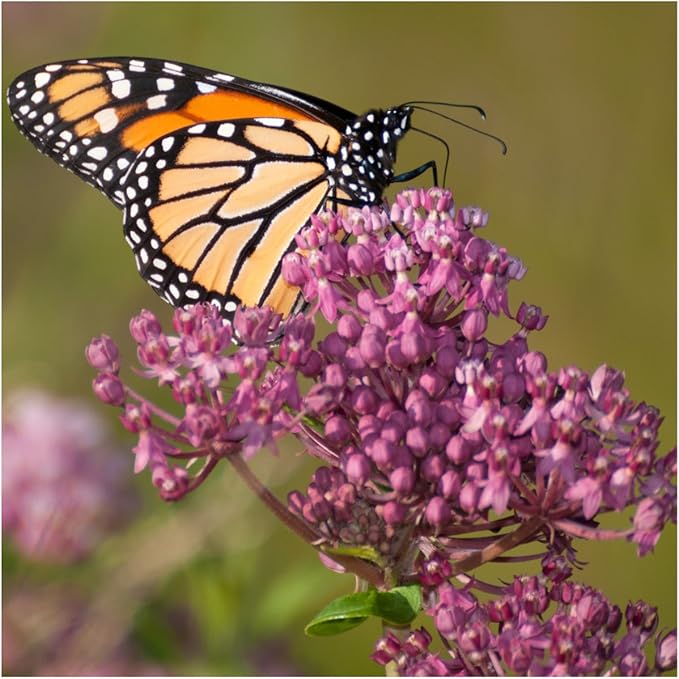 Seed Needs Milkweed Seeds for Planting Swamp Milk Weed (Asclepias Incarnata) White & Pink Seed Collection - Attract Monarch Butterflies by Growing a Butterfly Garden (2 Packs)