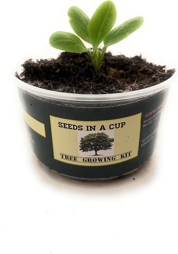 Seeds In A Cup - Plant Growing Kit-: Vegetable and Herb Growing Kit (Collard)