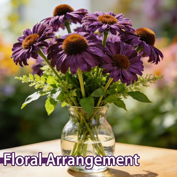 Purple Coneflower Seeds (Echinacea purpurea), Hardy Native Perennial Flowers, Long Flowering Period, Great for Making Cut Flowers, Borders Prairie Garden Planting, Pack of 600 Seeds