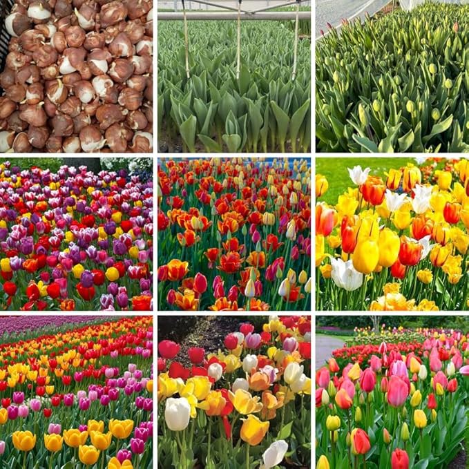 25 Tulip Bulbs for Spring Planting, Mix Large Tulip Bulbs for Fall Planting, Flower Bulbs