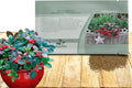 Outsidepride Wintergreen Seeds - 1000 Pcs. Perennial, Cold-Tolerant & Low Maintenance, Ground Cover Seeds for Planting Sweet, White Bell-Shaped Blooms for Versatile Uses & Pollinator Gardens