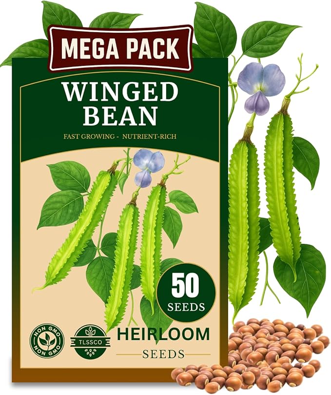 50+ USA Premium Winged Bean Seeds for Planting, Non-GMO Seeds – High-Yield, Nutritious, Tropical Climbing – Non-GMO, Heirloom Vegetable Dragon Four-Angled Bean