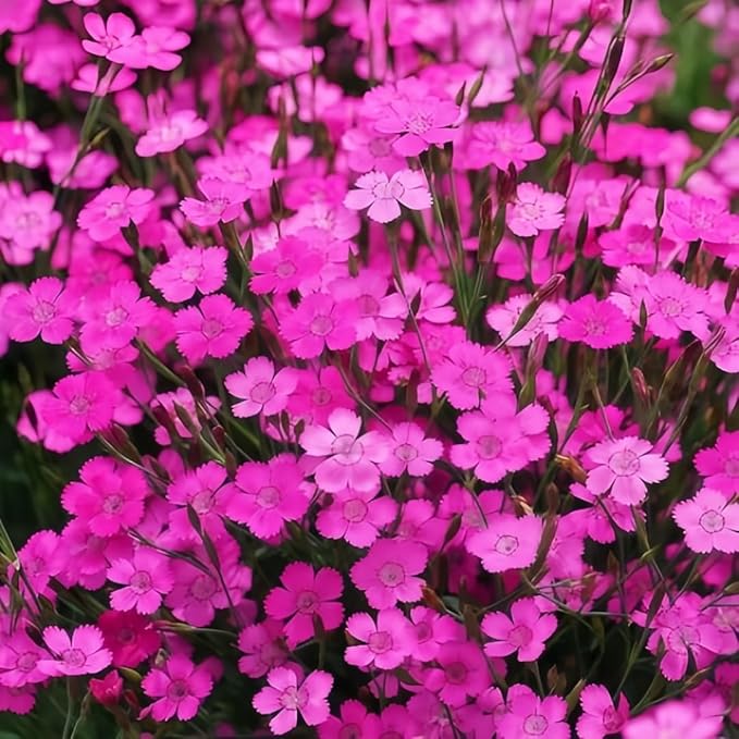 300+ Perennial Dianthus Plumarius Sweetness Seeds – Fragrant, Long-Blooming Non-GMO Flower Seeds – Perfect for Colorful Garden Planting